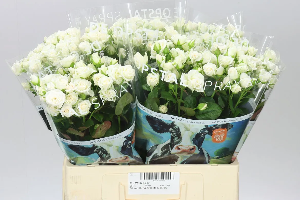 Rosa Tr White Lady • 60 cm