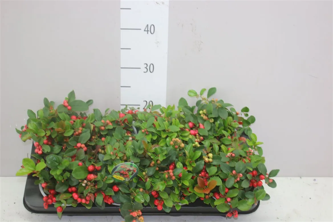 Gaultheria Pro Big Berry • črepník 13 cm