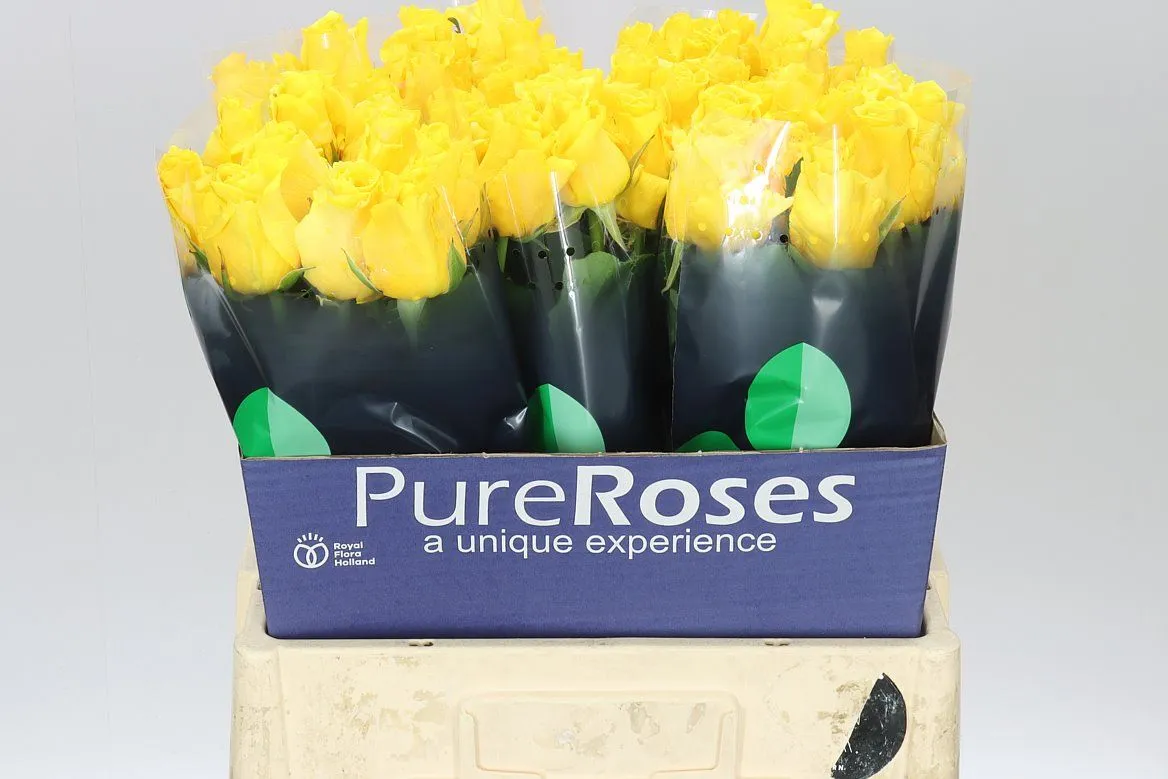 Rosa Gr Palmares! • 60 cm