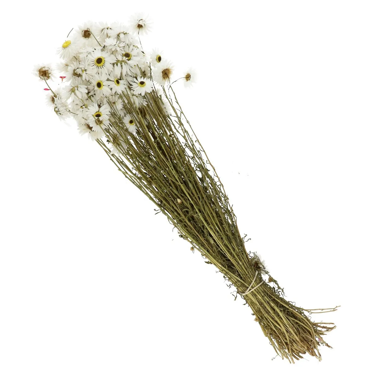 Sušené akroklínium biele 60 cm