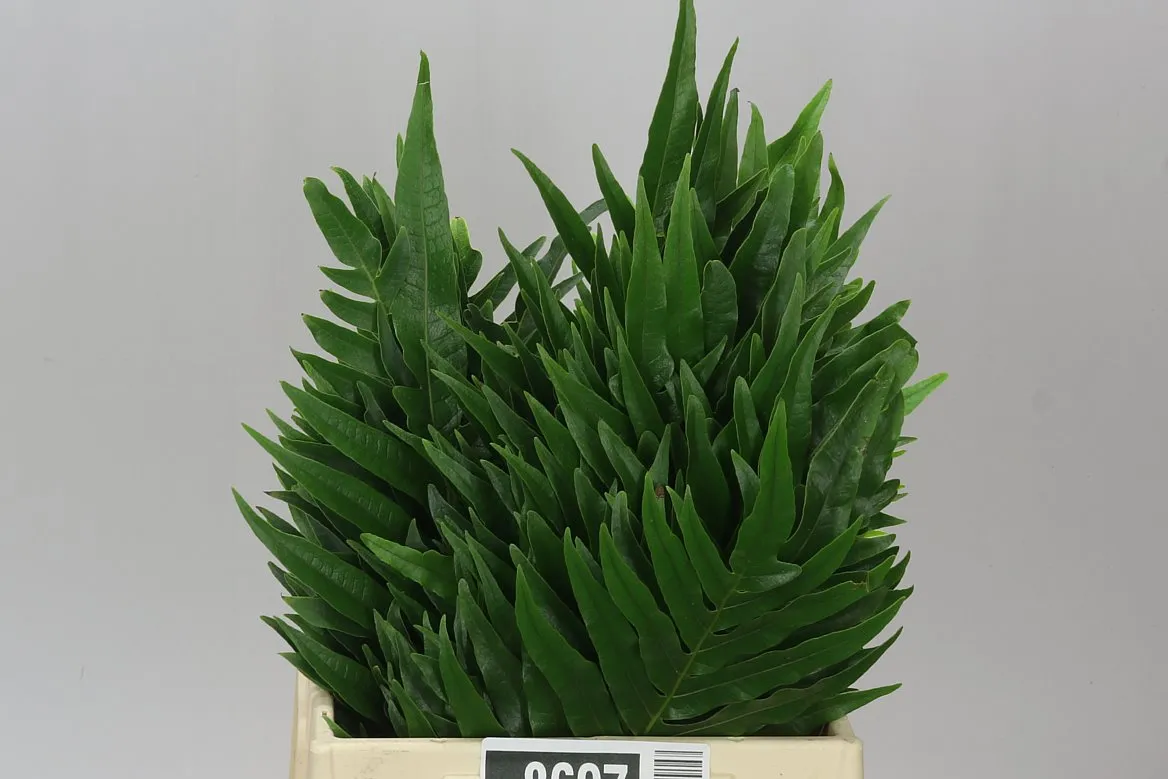 Agloamorpha Jim • 45 cm