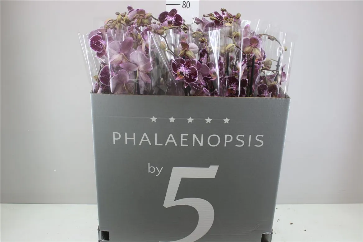 Phal Reims 2 Tak • črepník 12 cm
