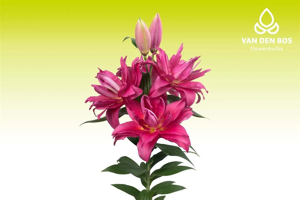 Ľalia orientálna Roselily Floretta (double) • 95 cm