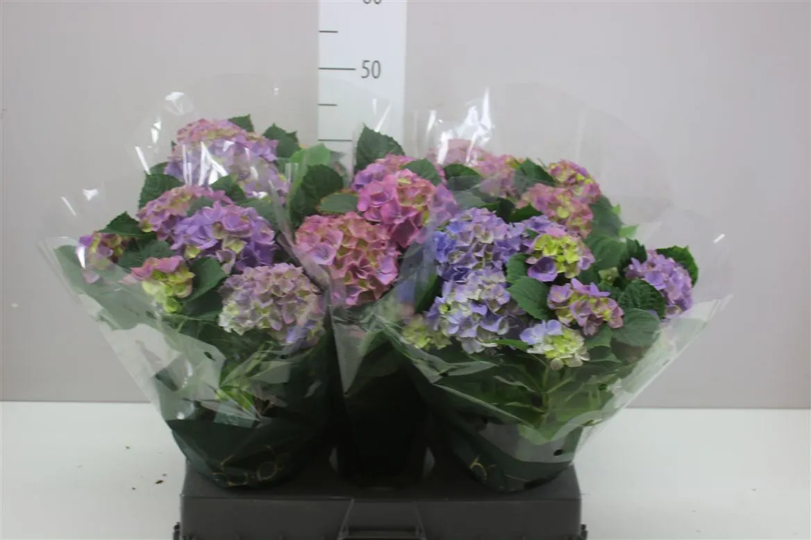 Hortenzia črepníková Hi Canal Blue 7+ • črepník 14 cm