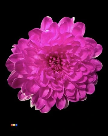 Chryzantéma trsová Altaj Cerise • 70 cm
