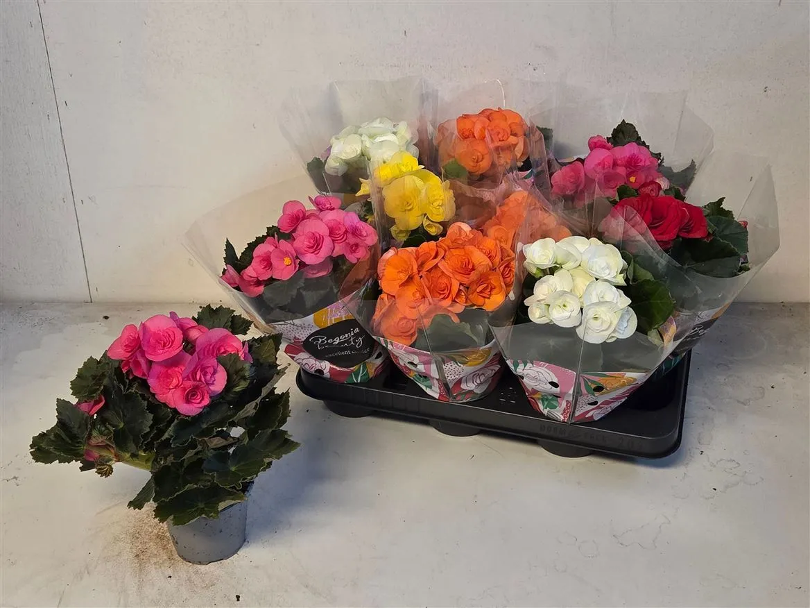 Begonia Du Gemengd • črepník 9 cm