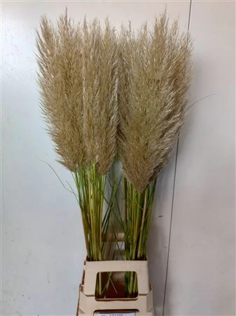 Cortaderia S Evita • 110 cm