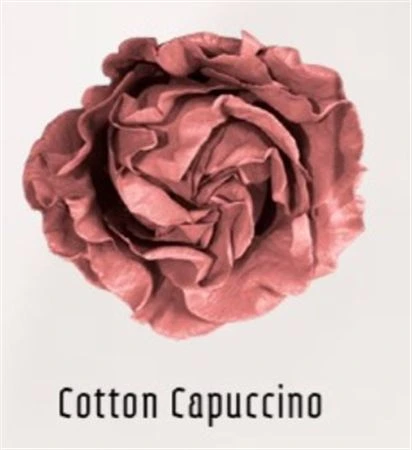 Ruža farbená Cotton Capuccino, Ekvádor • 50 cm
