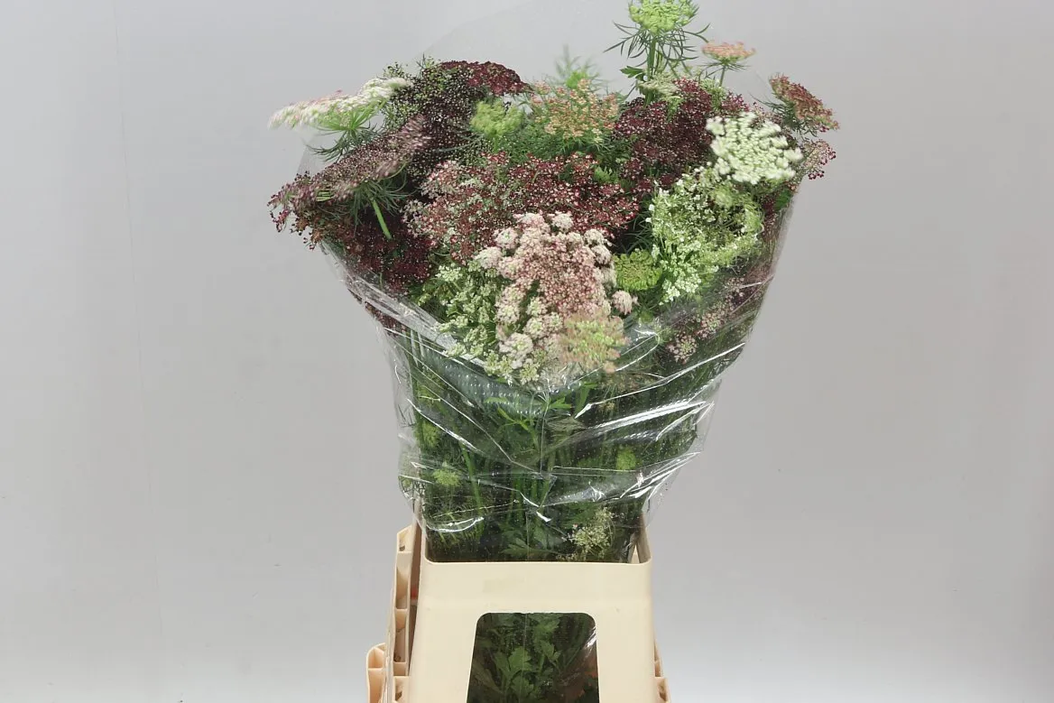 Ammi Daucus Carota Dara • 75 cm