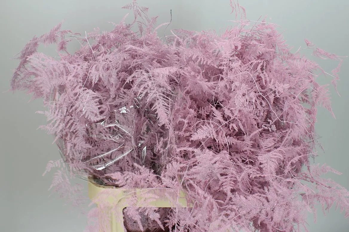 Asparágus Lang Getopt Light Pink • 85 cm