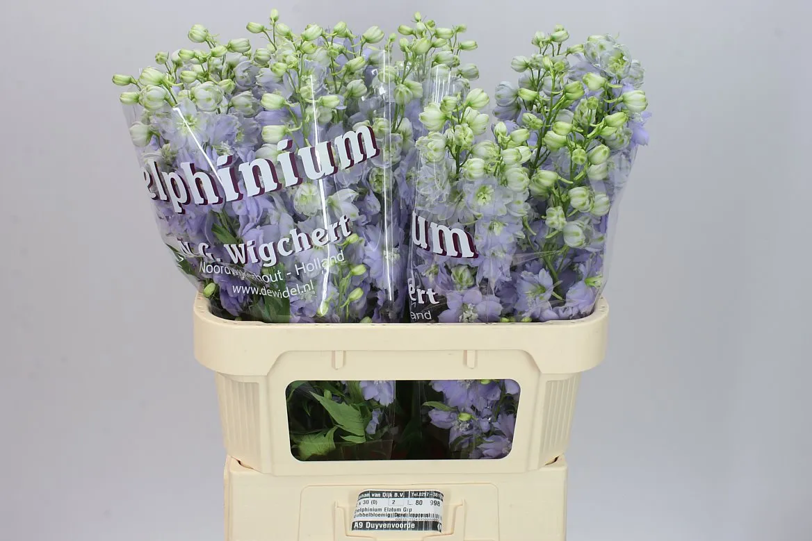 Stračonôžka Elatum Dewi Impressive • 70 cm
