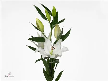 Lil Or Tourega • 90 cm
