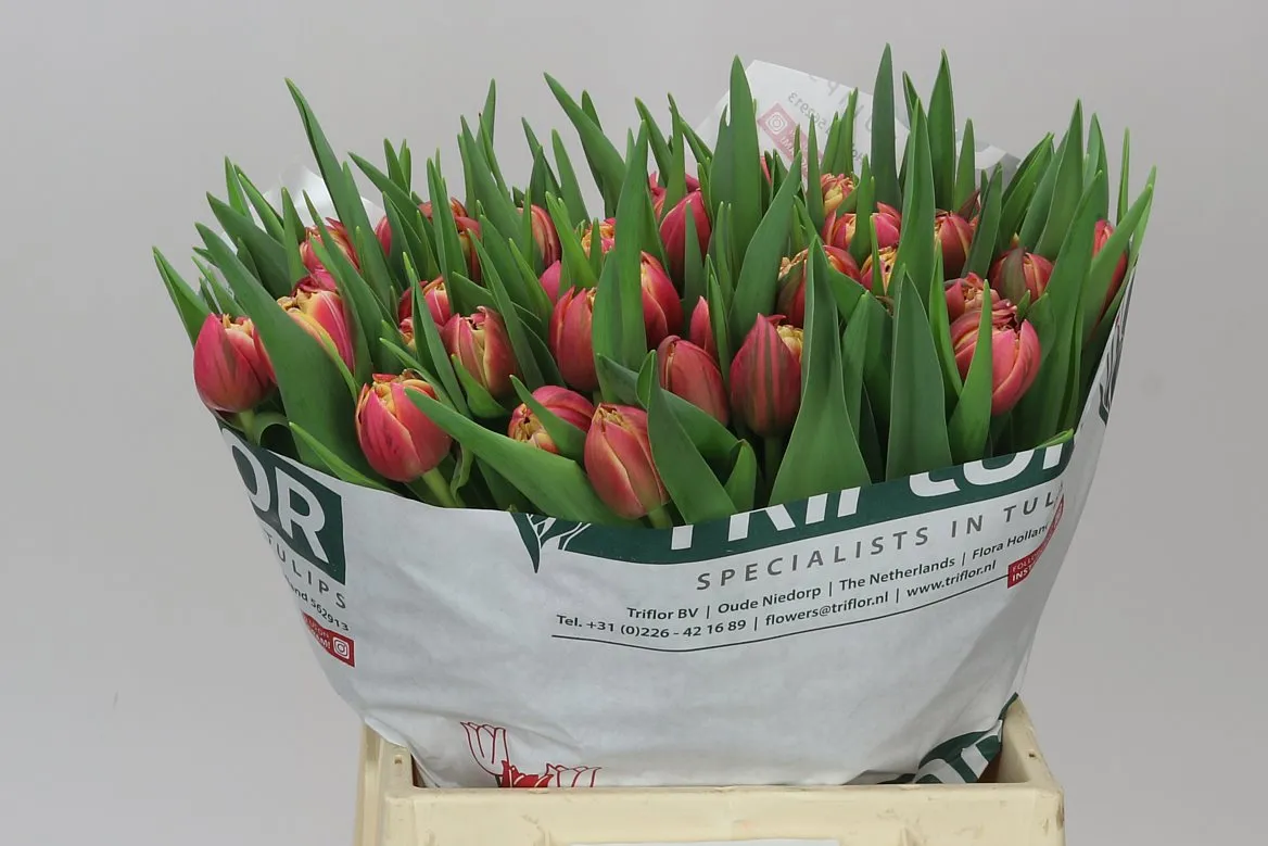 Tulipán plnokvetý Columbus • 41 cm