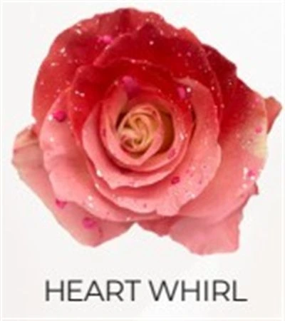 Ruža farbená Heart Whirl, Ekvádor • 50 cm
