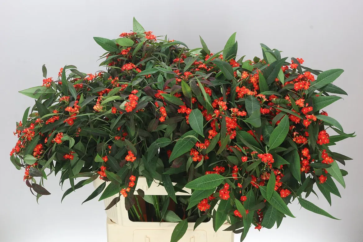 Euphorbia F T Red Surprise • 80 cm