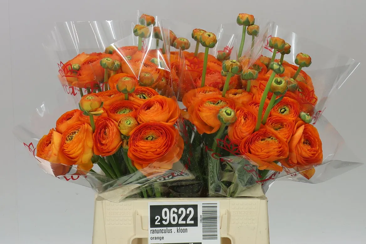Iskerník . Kloon Orange • 40 cm