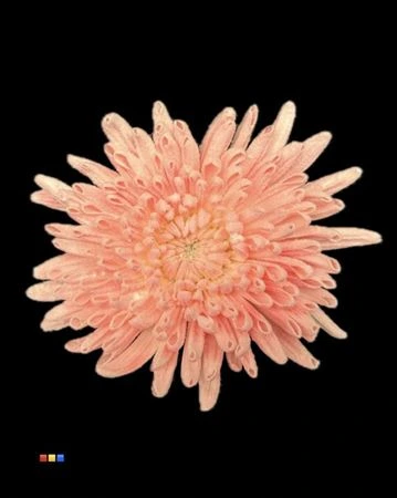 Chryzantéma veľkokvetá Ana Snow Light Pink • 70 cm