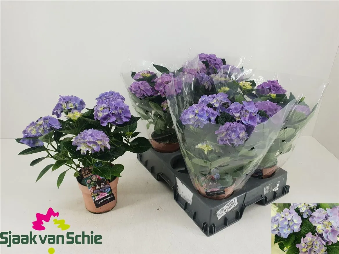 Hortenzia črepníková Hi Halo Blue 5-6 • črepník 14 cm