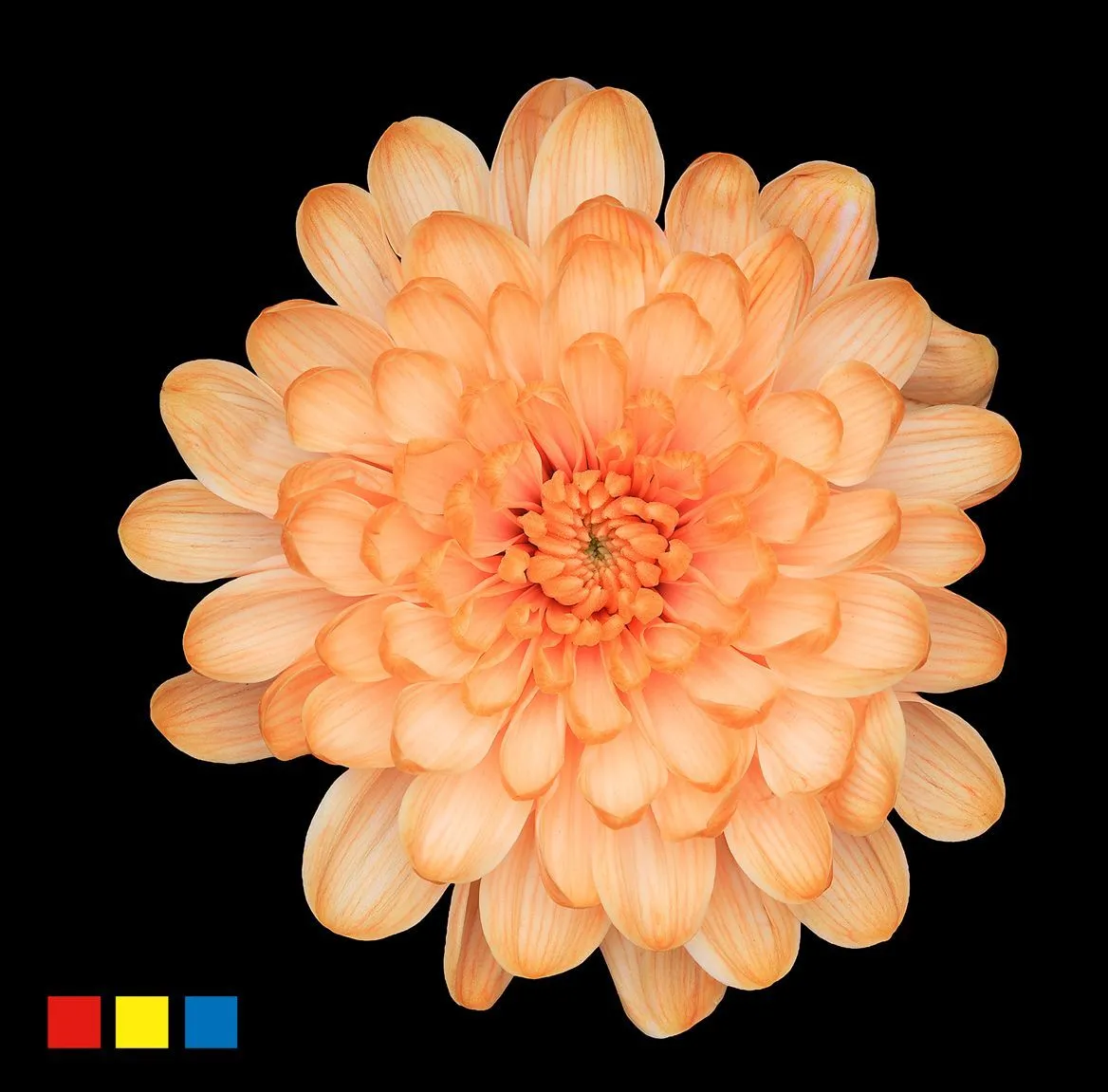 Chryzantéma trsová Altaj Apricot • 70 cm