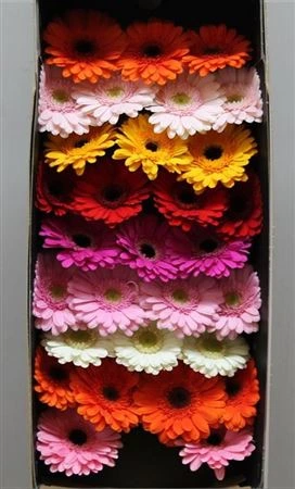 Germini mix • 45 cm