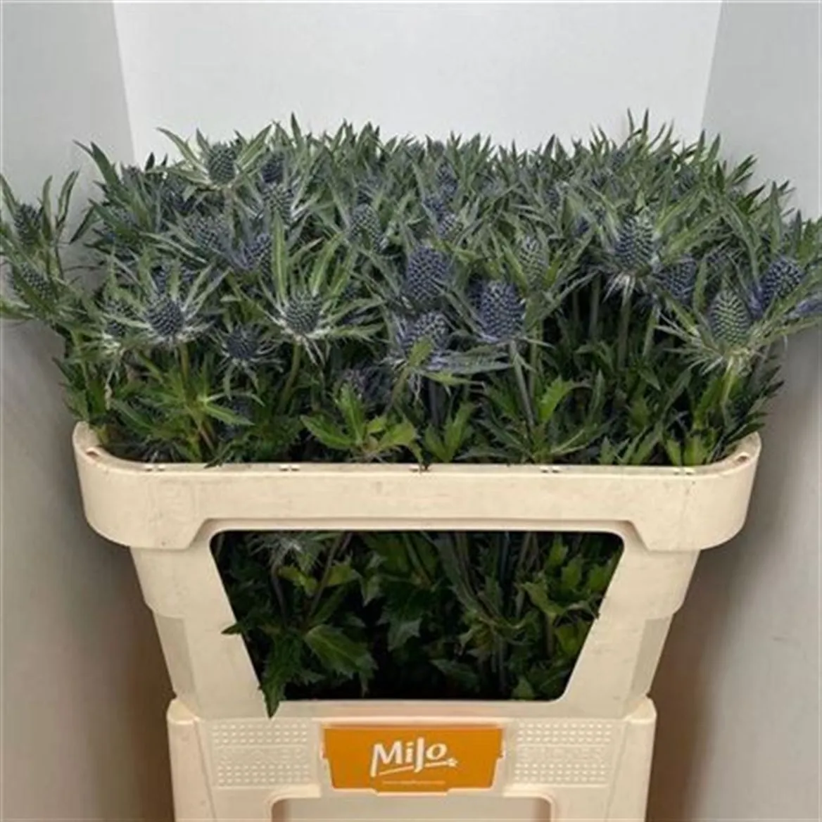 Eryngium Planum • 60 cm