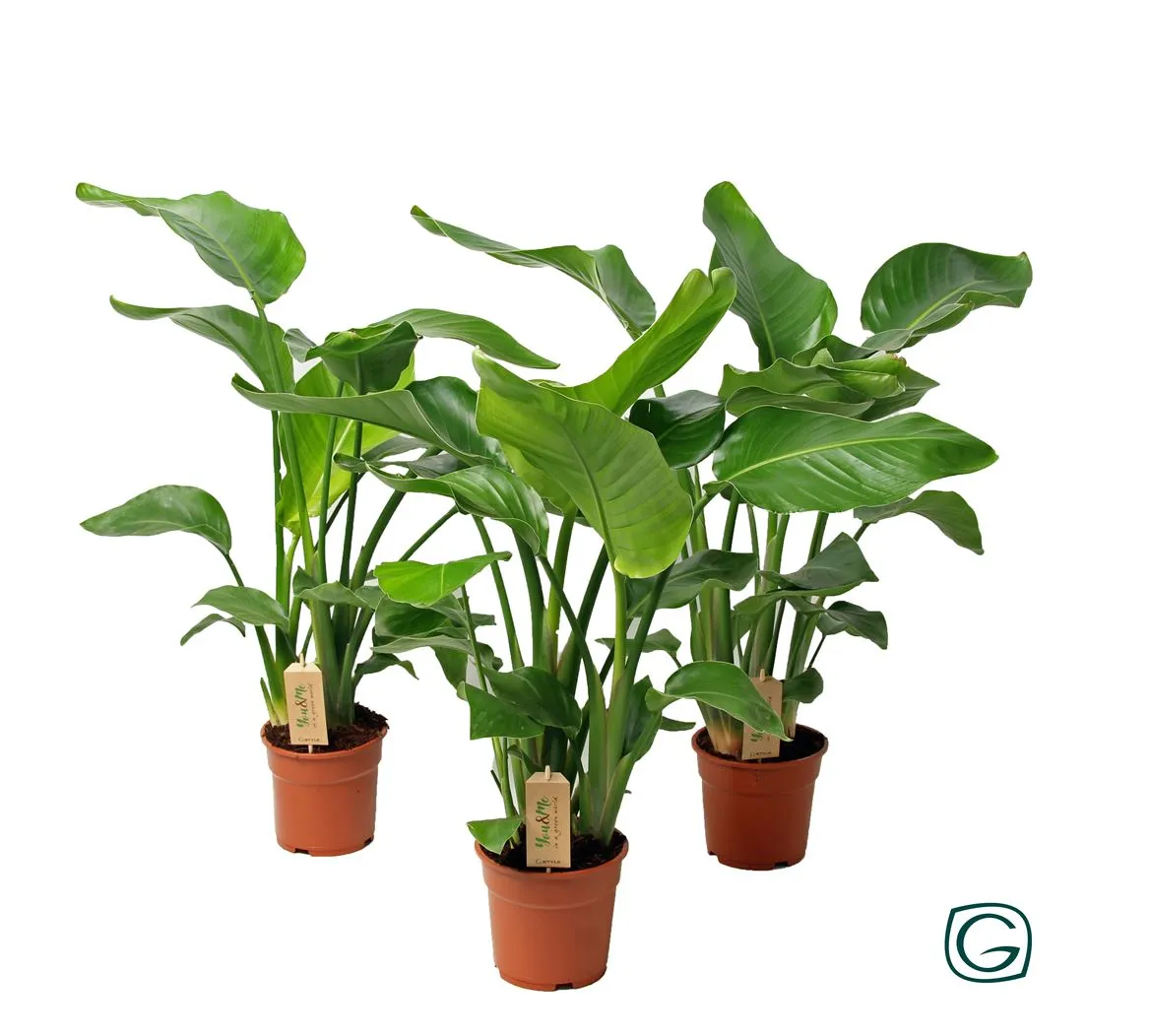 Strelitzia Nicolai • črepník 17 cm