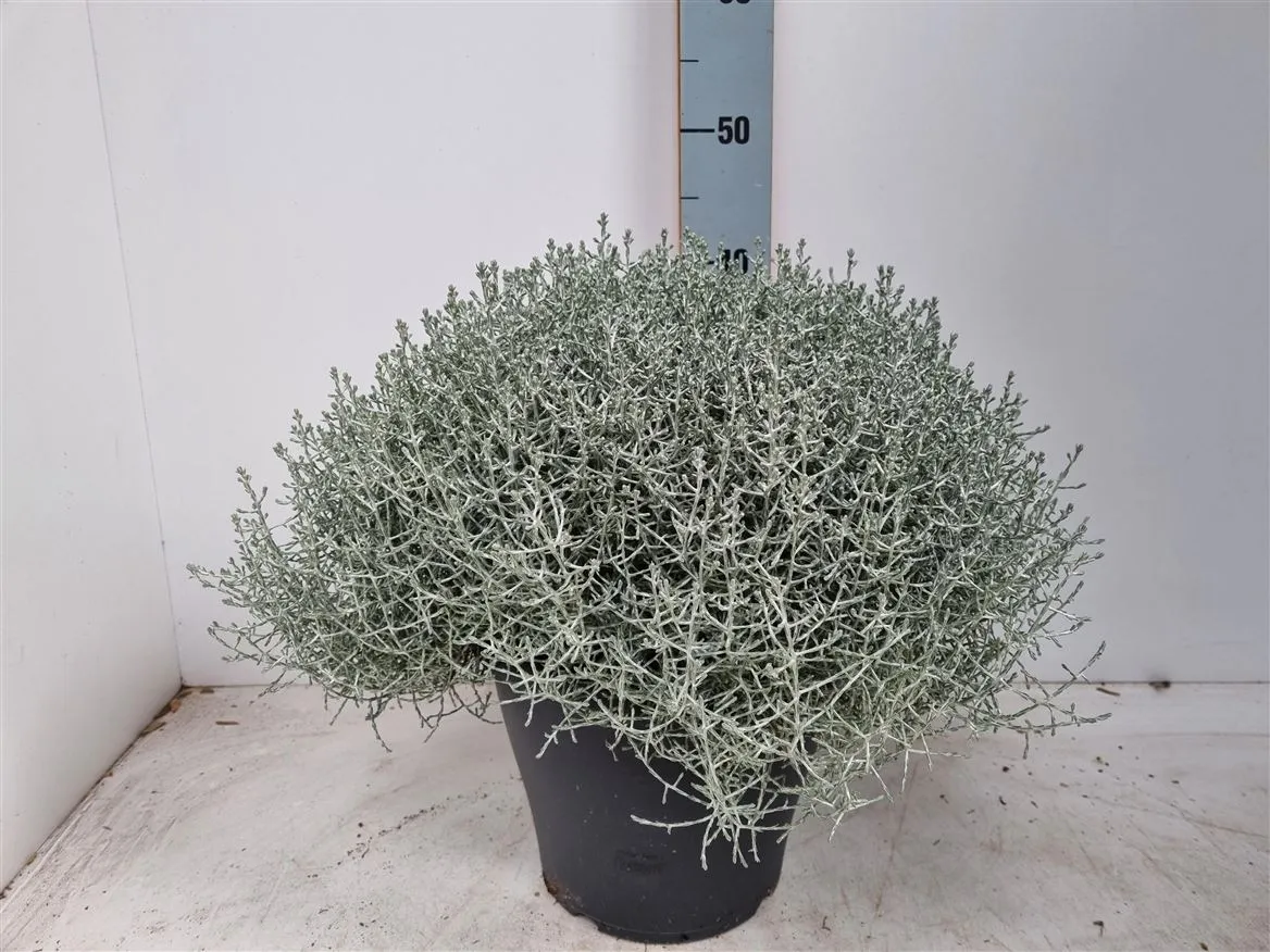 Calocephalus Xl • črepník 26 cm