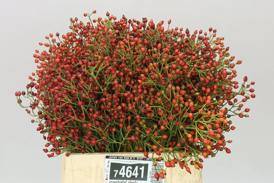 Šípky Plenty • 40 cm