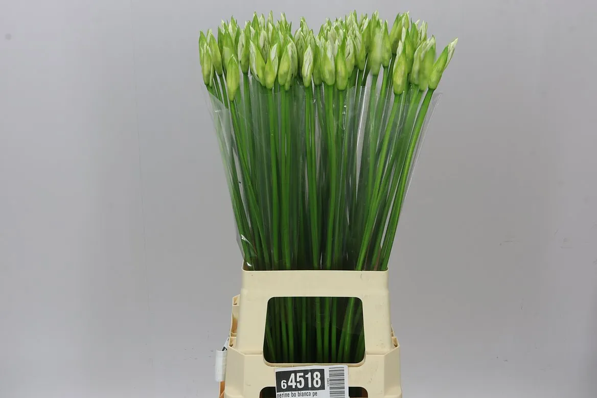Nerine Bo Bianca Perla • 75 cm