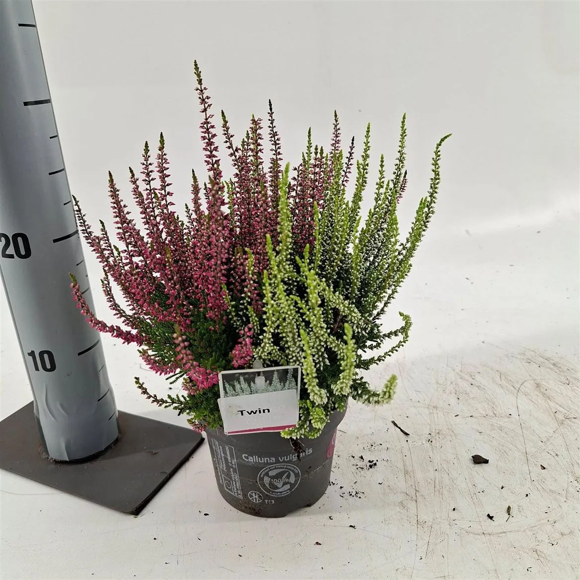 Calluna Vulg. 'twin Girls' (gg) Pbr • črepník 13 cm