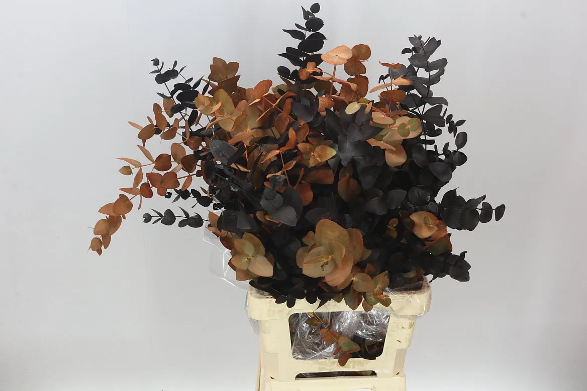 Eukalyptus Cinerea Helloween • 75 cm