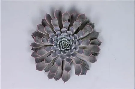 Echeveria Rosea Cutflowers • 8 cm