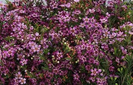 Chame Wax Purple • 60 cm