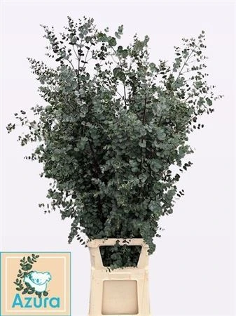 Eukalyptus Gu Azura • 150 cm