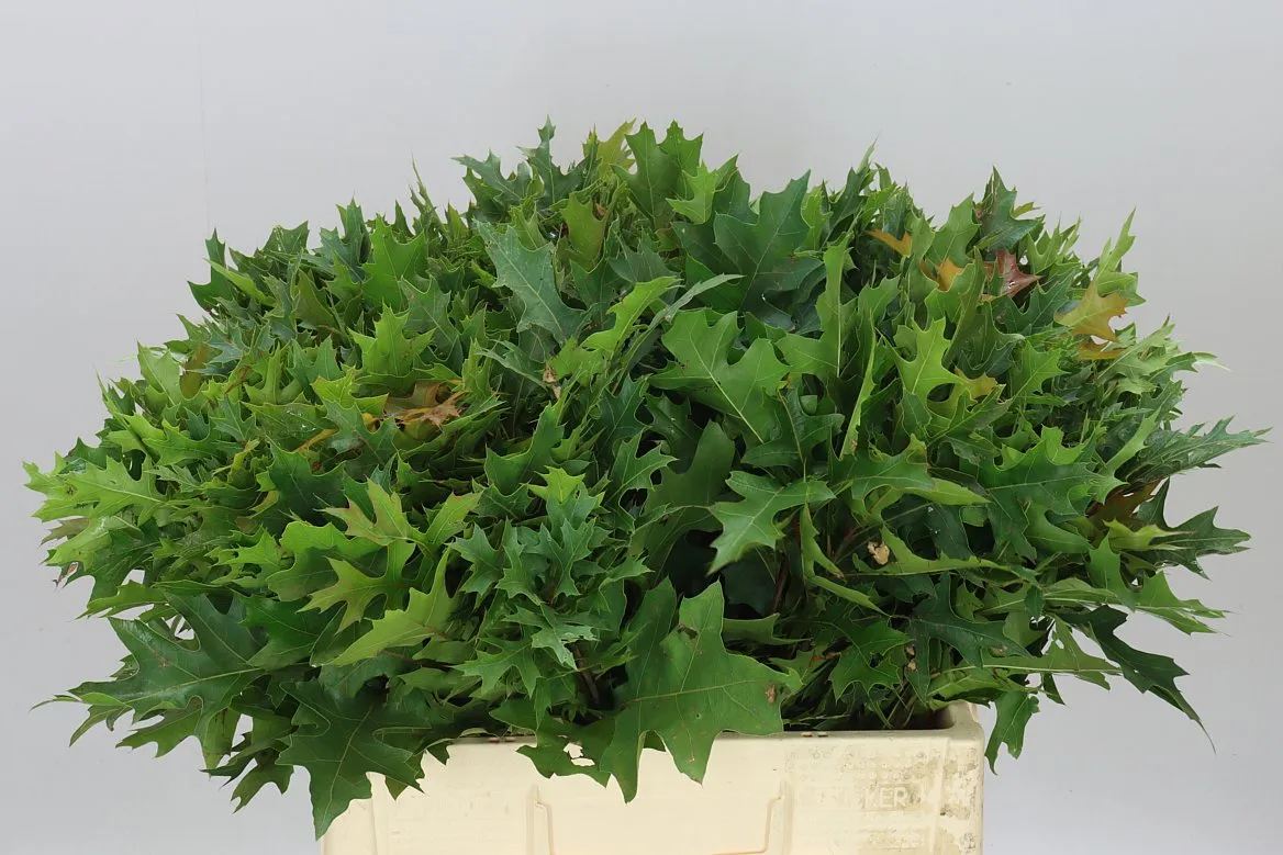 Quercus Palustrus • 60 cm