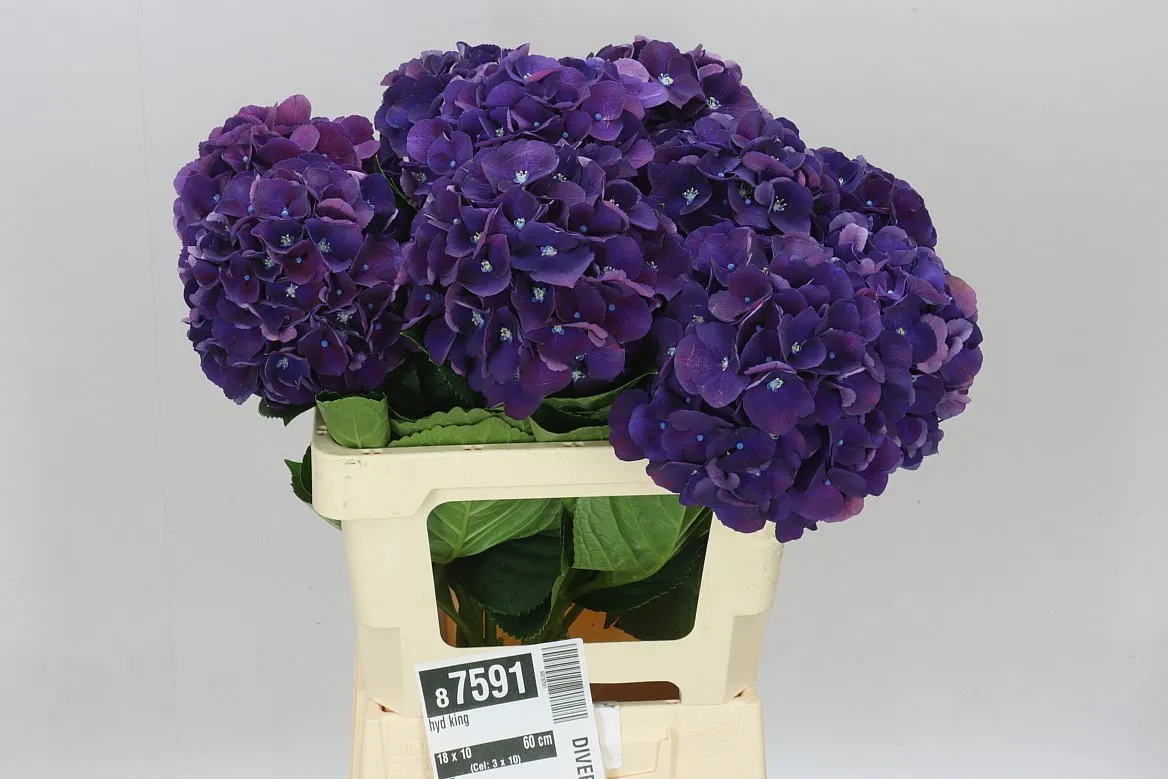 Hortenzia King • 60 cm