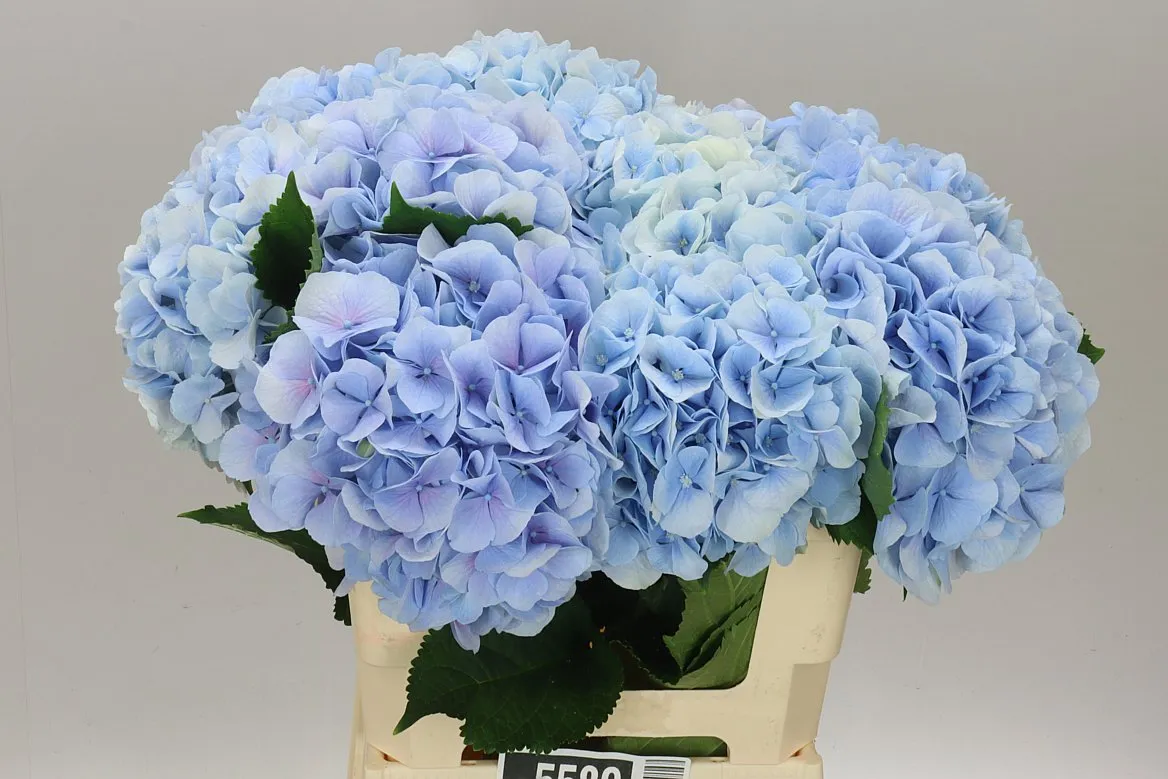 Hyd Verena Blue Pale • 60 cm