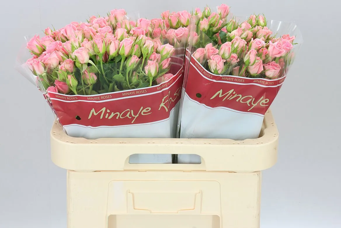 Rosa Tr Odilia • 60 cm