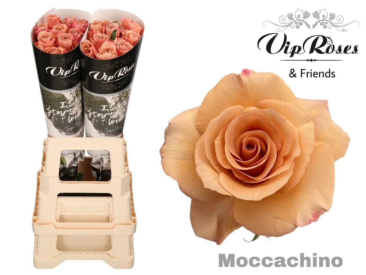 R Gr Moccachino X40 • 80 cm