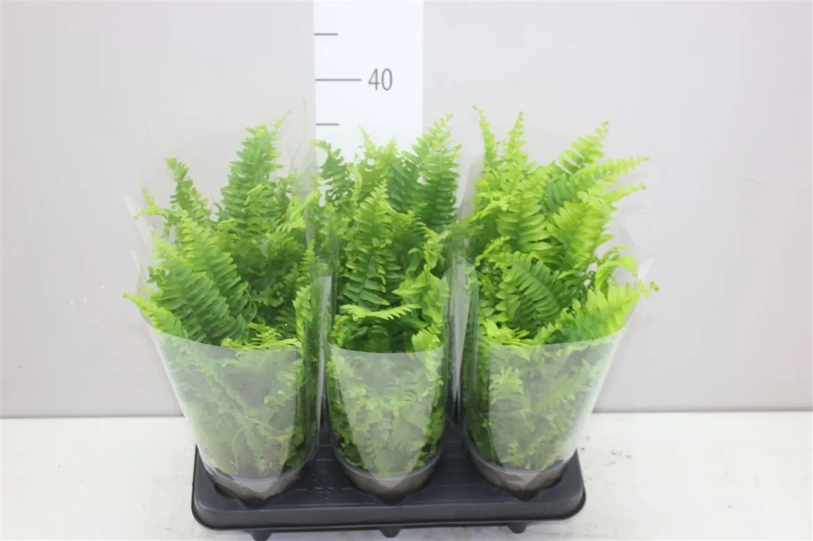 Nephrolepis Ex Vitale • črepník 11 cm