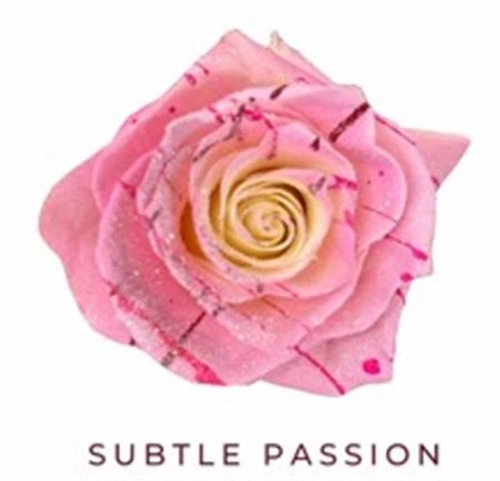 Ruža farbená Sublte Passion, Ekvádor • 50 cm