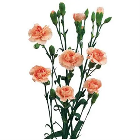 Karafiát trsový Peach Box • 65 cm