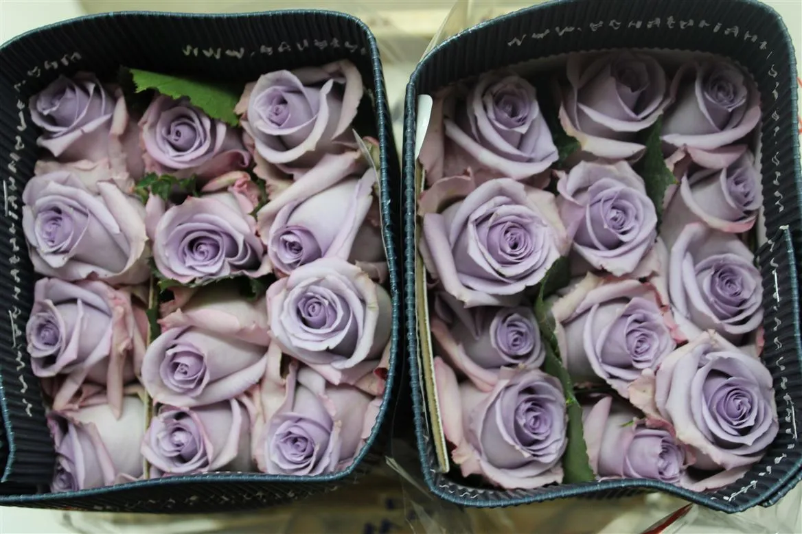 Rosa Gr Ec Ocean Song • 40 cm