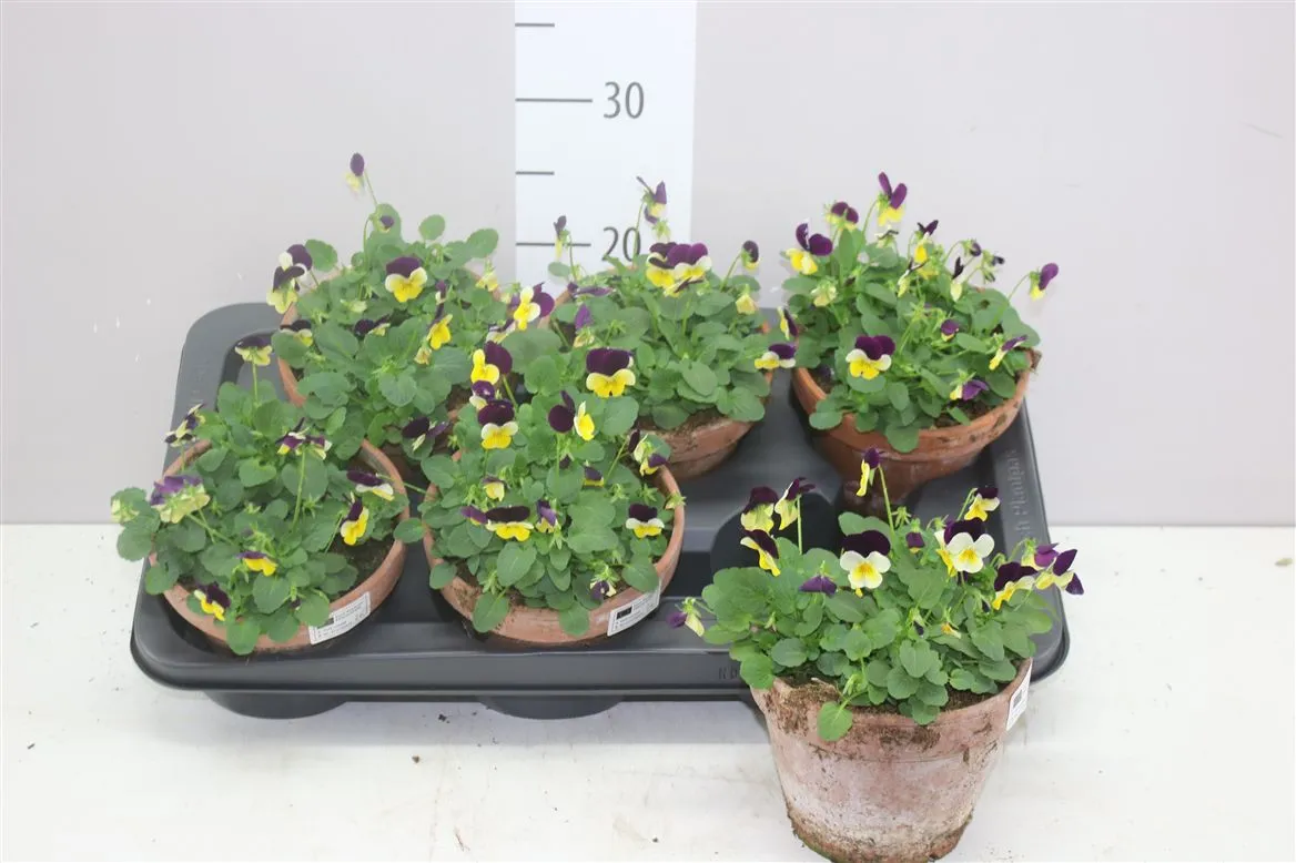 Viola Cornuta Yellow Purple Wing • črepník 15 cm