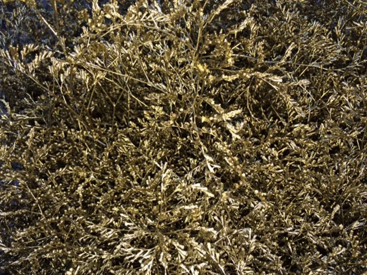 Limónium Beltaard Gold • 80 cm