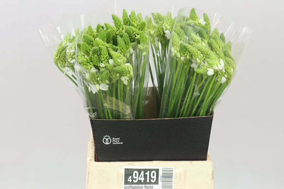 Ornithogalum Thyrsoides • 50 cm