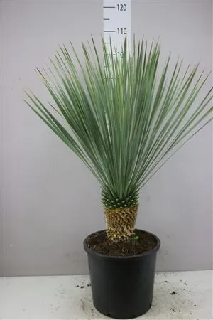Yucca Rostrata • črepník 28 cm