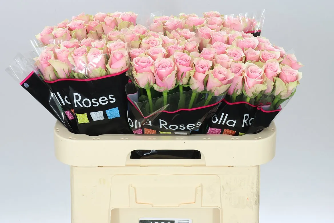 Rosa Gr Athena Royale • 60 cm