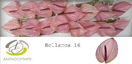 Antúrium Bellanca