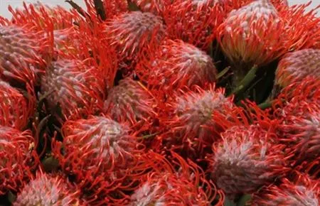 Leucospermum Tango • 40 cm